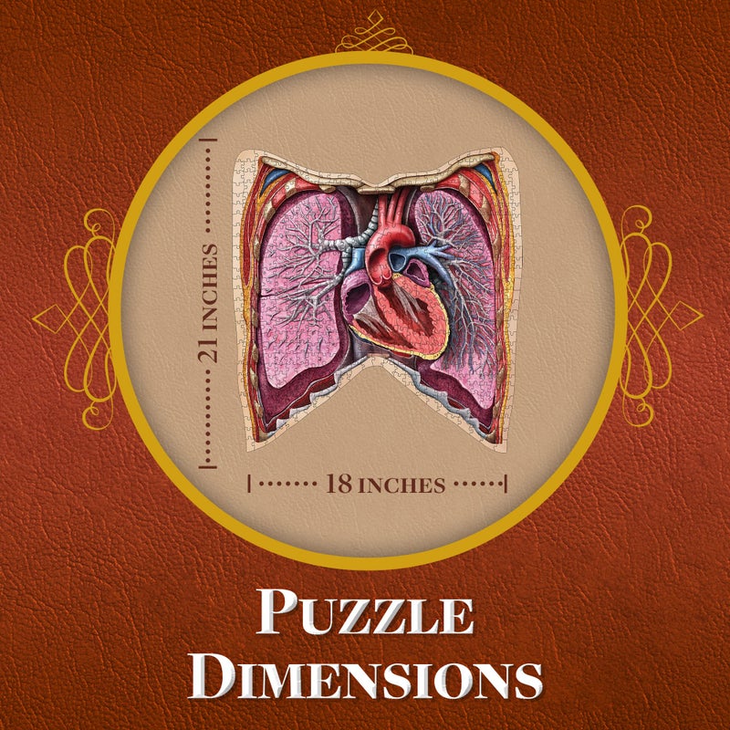 Genius Games Human Thorax Anatomy Puzzle - Adult Jigsaw Puzzles Unique Gifts for Kids, Nurses, Doctors, Medical Students, Educational Science - 411 Piece Teen Floor Puzzle - Genius Games Dr. Livingston Body Model - Image 3
